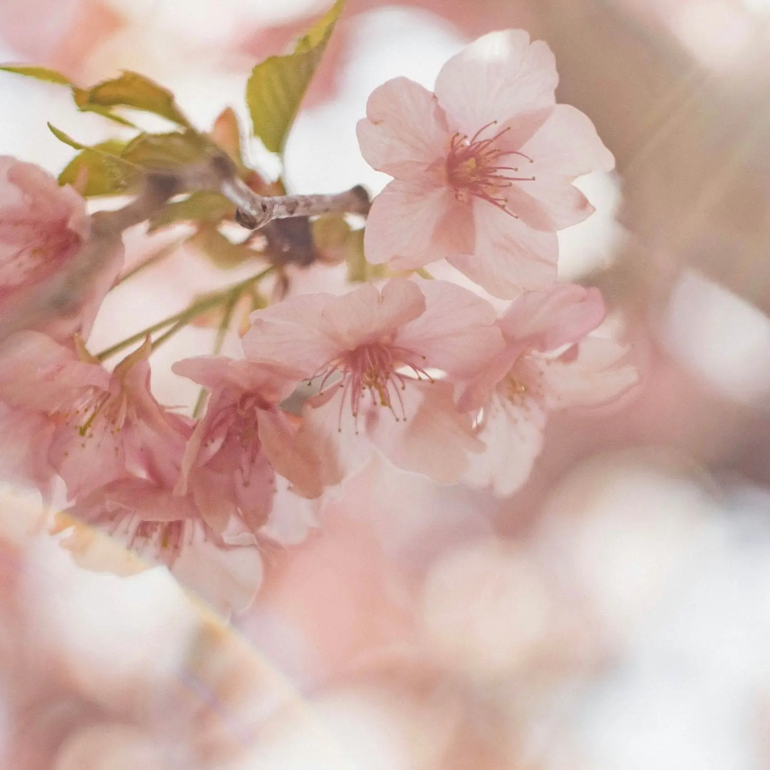 hanami-parc-de-seaux-paris-decortecosmeticsfr-min